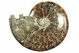 Polished Ammonite (Cleoniceras) Fossil - Madagascar #266752-1